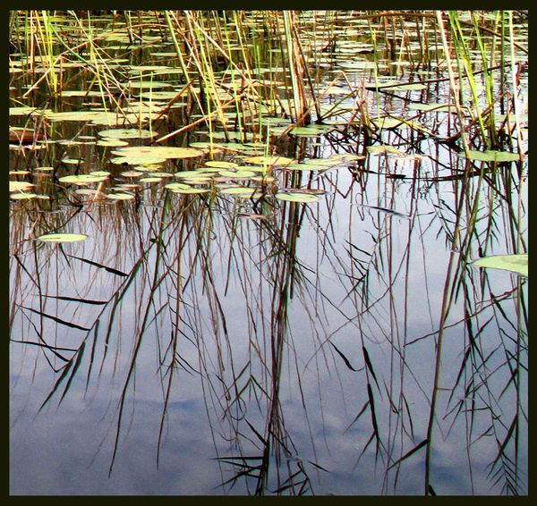 Botswana reeds