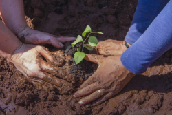 Shorto-How-to-Plant-a-Tree-in-the-Desert_01
