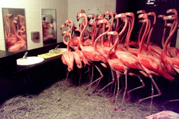 Flamingos during Irma Florida 2017