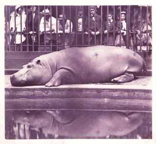The Hippopotamus at the Zoological Gardens, 1852, Juan Carlos Maria Isidro, Count de Montizon de Borbon © NMeM