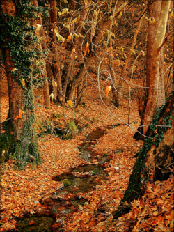 Forest_Path