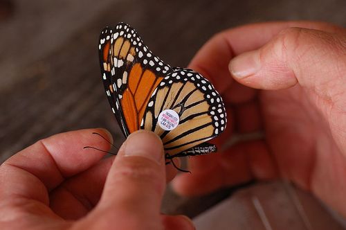 800px-Monarch_Butterfly_Danaus_plexippus_Tagged_3008px