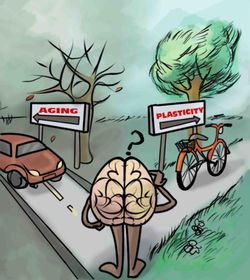 Physical-Activity-Associated-with-Brain-Plasticity