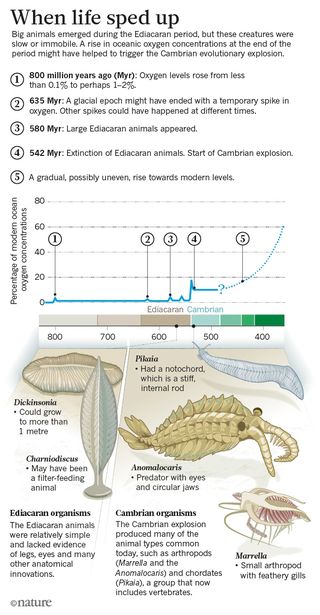 Cambrian-graphic-online