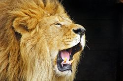 Roaring-lion