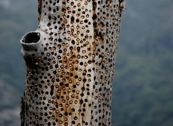 Acorn woodpecker tree