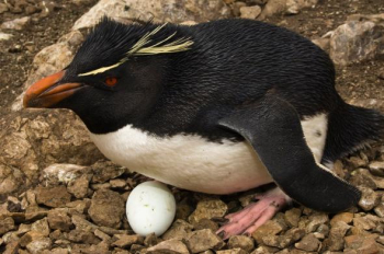 01_NERS-Penguins-Eggs.adapt.590.1