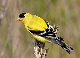 American_goldfinch_glamour12