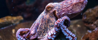 Octopus-cephalopod-rna-evolution_1024