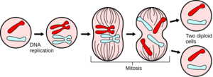 1023px-Major_events_in_mitosis.svg