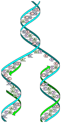 DNA_replication_split.svg