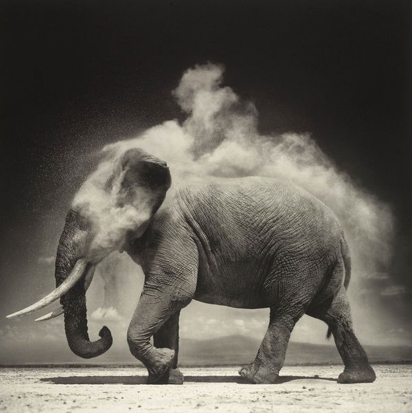 Elephant 2008