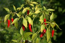 Thai_peppers