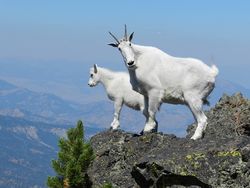 Mountain-goats-869176_960_720