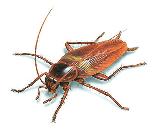 Brown-cockroach-illustration_912x762
