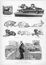 Pasteur and dogs