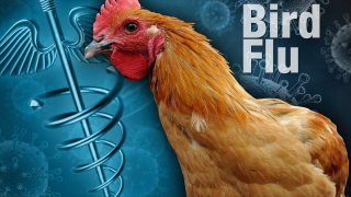 Bird+flu+640