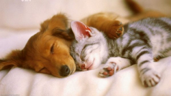 Cats-and-dogs-together-600x338