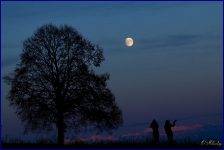 Gibbous moon and tree