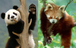 WEB_Composite_Panda-Thumbs