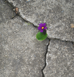 Flower-peeking-up-from-cement