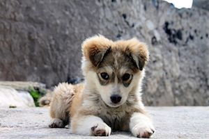 640px-The_Puppy