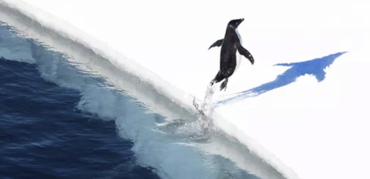 Penguins starving to death is a sign that something’s very wrong in the