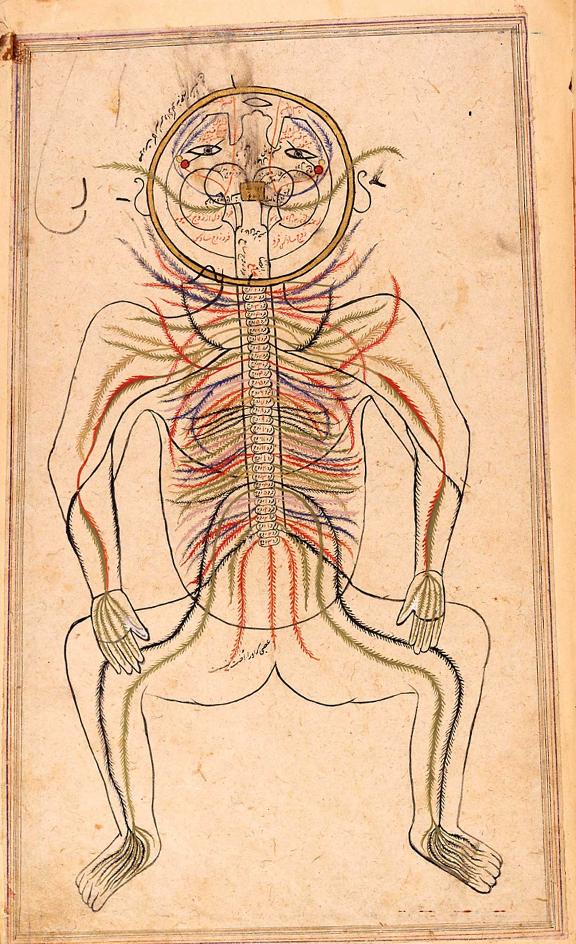 These old, anatomical drawings are worth dissecting 3 Quarks Daily