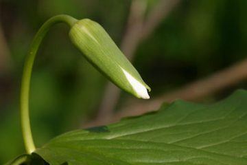 Drooping trillium bud just starting to open