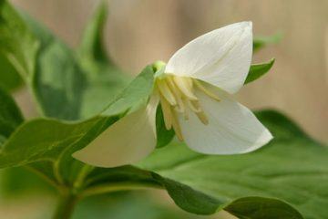 Drooping trillium in bloom, with leaves