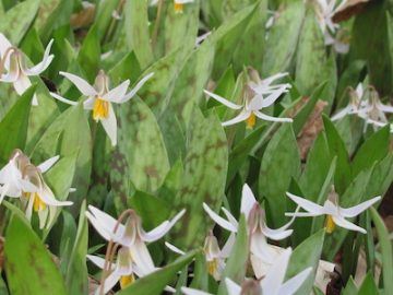 Mottled leaves and white flowers of trout lily.