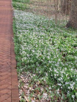 Colony of trout lilies in bloom lining a brick path