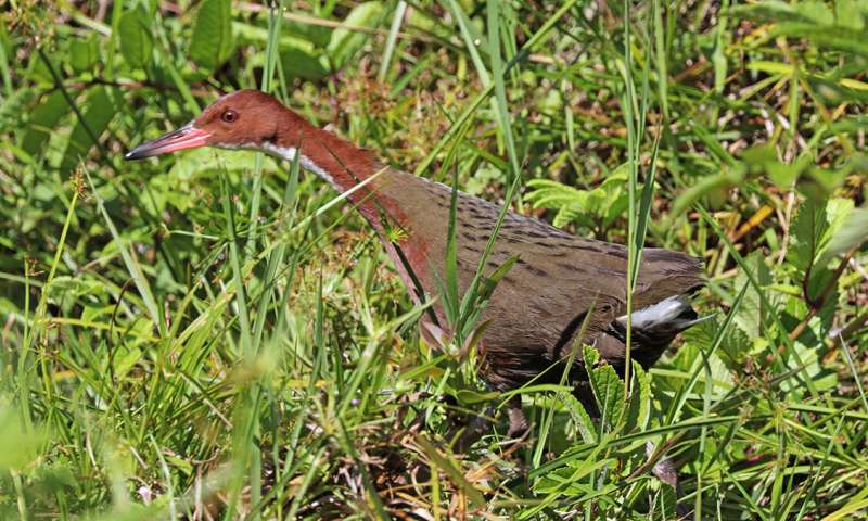 The bird that came back from the dead - 3 Quarks Daily