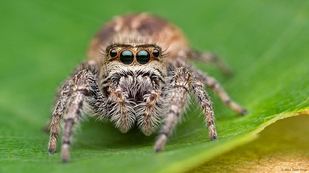 Why Do Jumping Spiders Look At You