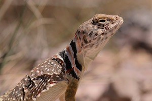 Photograph of lizard with black, white, and orange bands around its neck (collared lizard).
