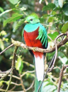 Photograph of brilliantly colored bird (resplendent quetzal).