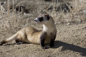 Photograph of black-footed ferret.