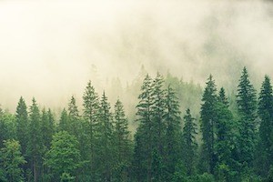 Photograph of a forest in fog