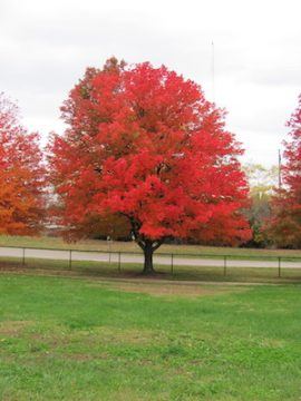 Photograph of red maple in fall