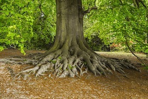 Photograph of roots of old tree visible aboveground