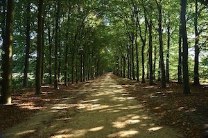 Photograph of tall trees lining a path