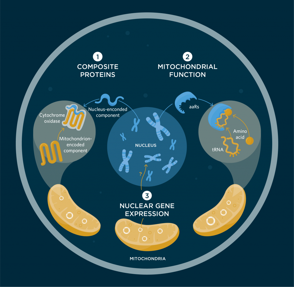 the-two-genomes-in-every-eukaryotic-cell-3-quarks-daily