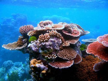Image of colorful, healthy corals on the Great Barrier Reef