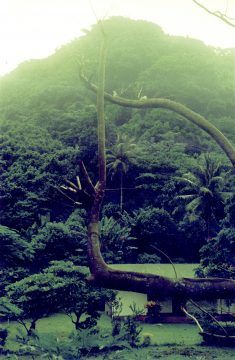 Image of tropical jungle on a hill behind a small house
