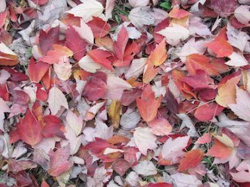 Photograph of red maple leaves on the ground