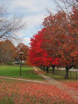 Photograph of red maple trees in various stages of losing their leaves