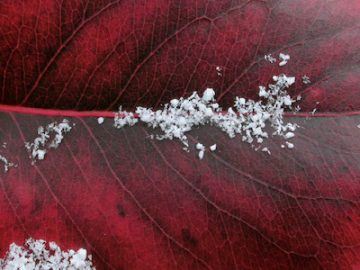 Photograph of snow on deep red crabapple leaf
