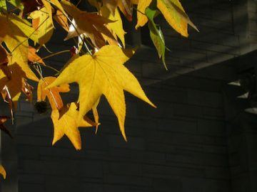 Photograph of yellow sweet gum leaves