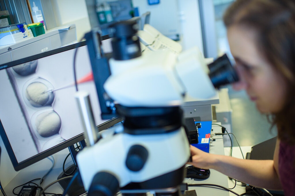 Crispr Gene Editing Can Cause Unwanted Changes in Human Embryos - 3 ...