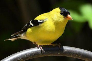 Photograph of American goldfinch
